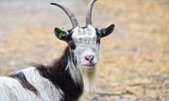 Końskowola: wstrząsający widok w opuszczonym gospodarstwie