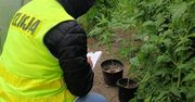 Białobrzegi: Policjanci z odkryli plantację konopi indyjskich