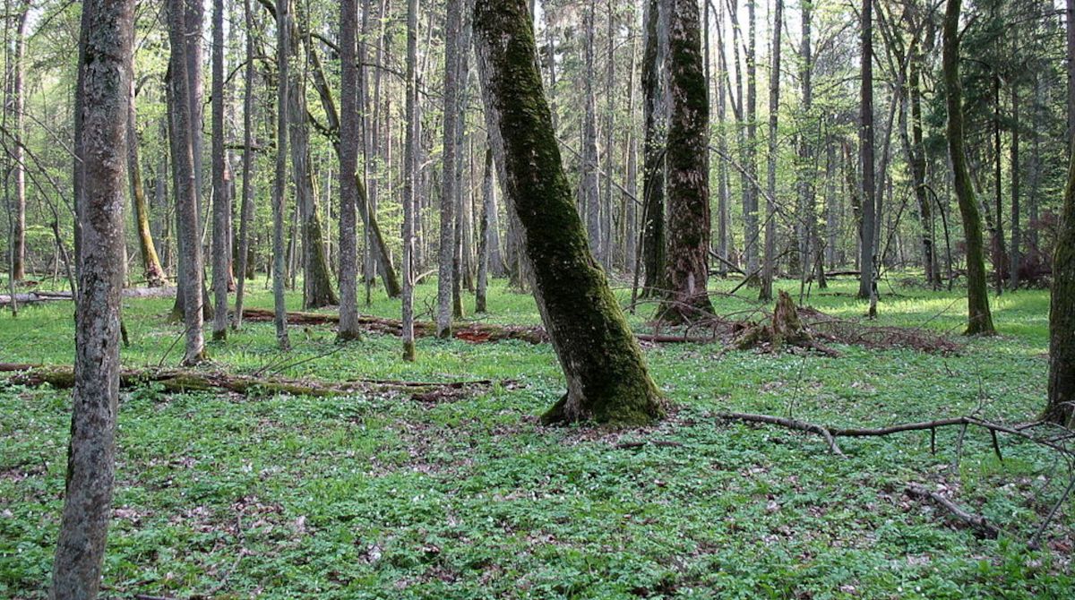 Puszcza Białowieska.