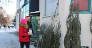 Bełchatów: Akcja "Choinka dla życia". Jak dostać świąteczne drzewko?