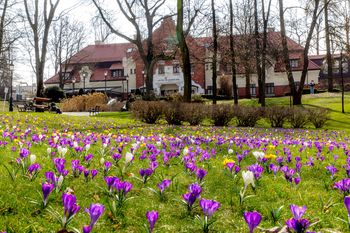 Nie tylko w Tatrach. "Kwitnienie zachwyca, a będzie jeszcze bardziej imponujące"