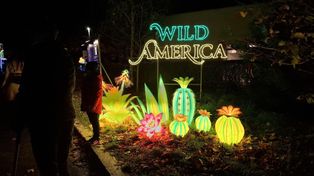 Wrocław: "Dzika Ameryka" - wystawa Garden of Lights rozświetla ZOO