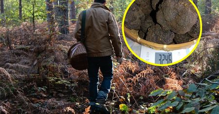 Zebrał ponad 3 kg w półtorej godziny. "Czarne złoto" w Małopolsce