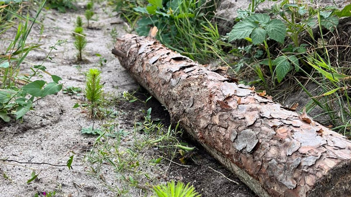 Zauważyłeś taki wałek w lesie? To pułapka, nie wolno go ruszać 