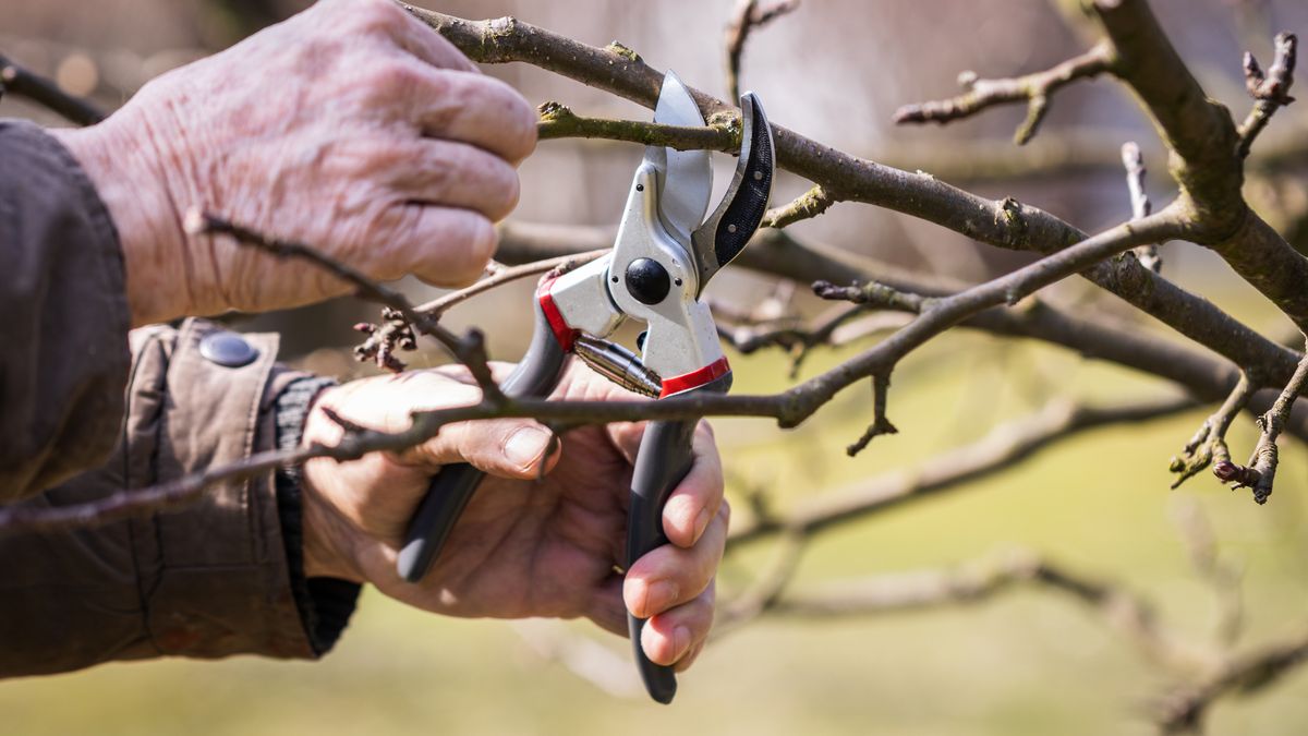 Przycinanie jabłoni