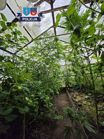 Potężne uderzenie w narkobiznes. Marihuana rosła między pomidorami, a policja przejęła setki tysięcy złotych w narkotykach