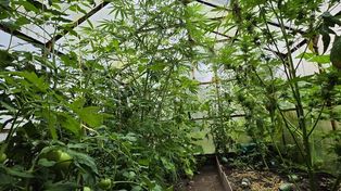 Potężne uderzenie w narkobiznes. Marihuana rosła między pomidorami, a policja przejęła setki tysięcy złotych w narkotykach
