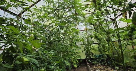Potężne uderzenie w narkobiznes. Marihuana rosła między pomidorami, a policja przejęła setki tysięcy złotych w narkotykach
