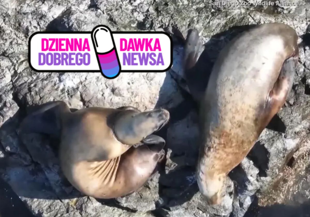 Uratowali rannego uchatka grzywiastego. Wszystko dzięki dronowi