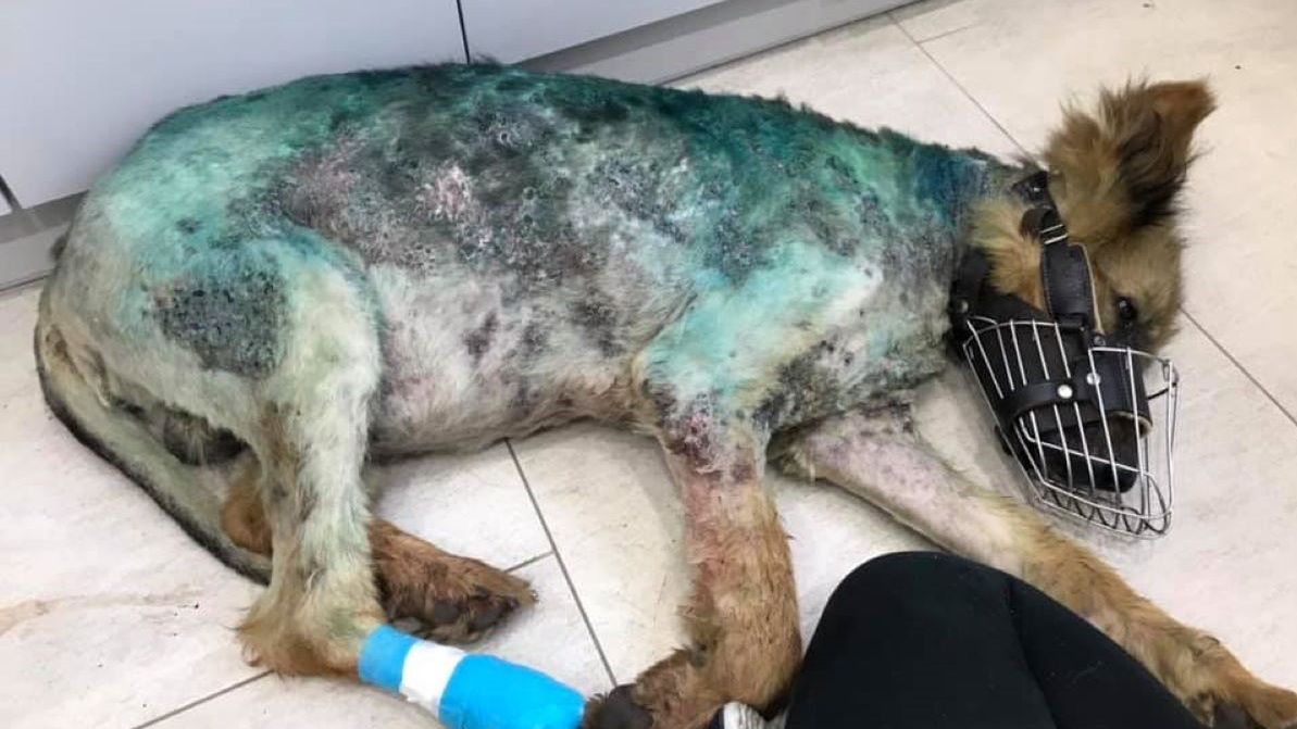 Pies był skrajnie zaniedbany 