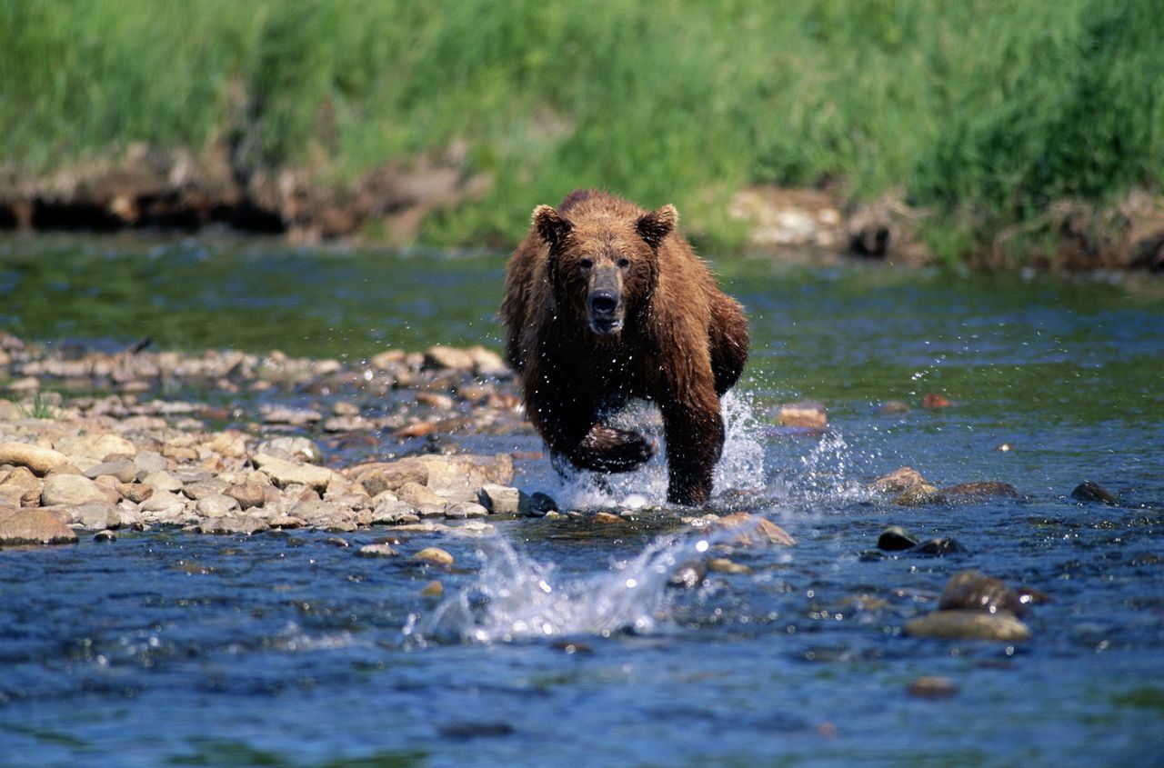 Bears only appear to be gentle animals. In a confrontation with humans, they can be very aggressive.