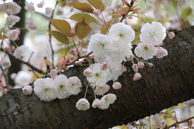 Samsung NX300 – solidny bezlusterkowiec o wielkich możliwościach [test] 42