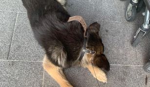 Żory. Właściciel poszedł na zakupy. Horror psa przed centrum handlowym