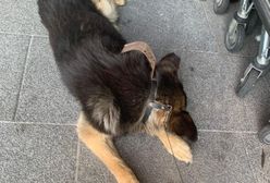 Żory. Właściciel poszedł na zakupy. Horror psa przed centrum handlowym