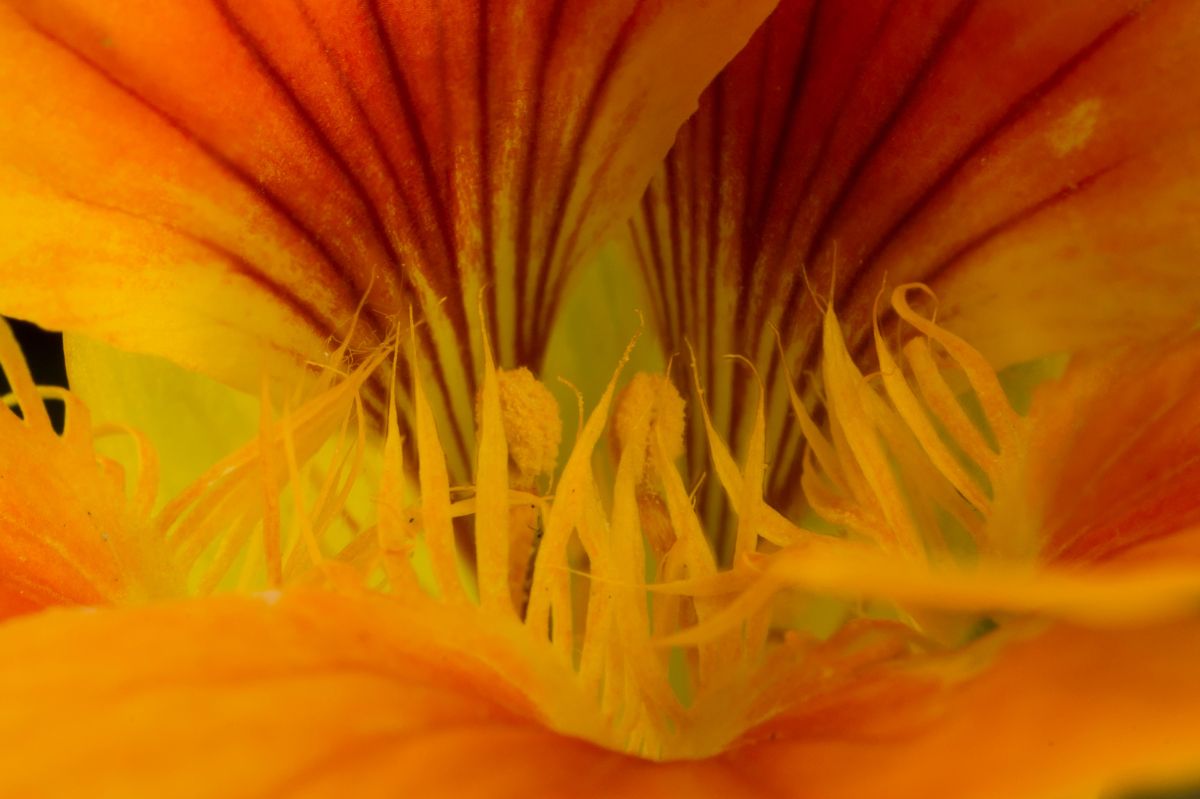 Nasturtium can help in the fight against excess kilograms