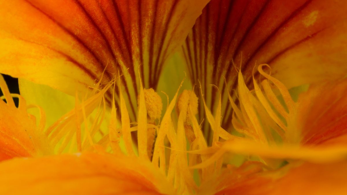 Nasturcja może pomóc w walce z nadprogramowymi kilogramami 