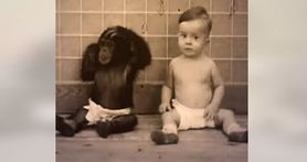 Wychowywali syna z szympansem. Tragiczne skutki eksperymentu