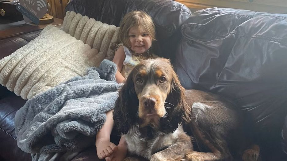 Psy ochroniły zagubioną dwulatkę. "To naprawdę niezwykła historia"