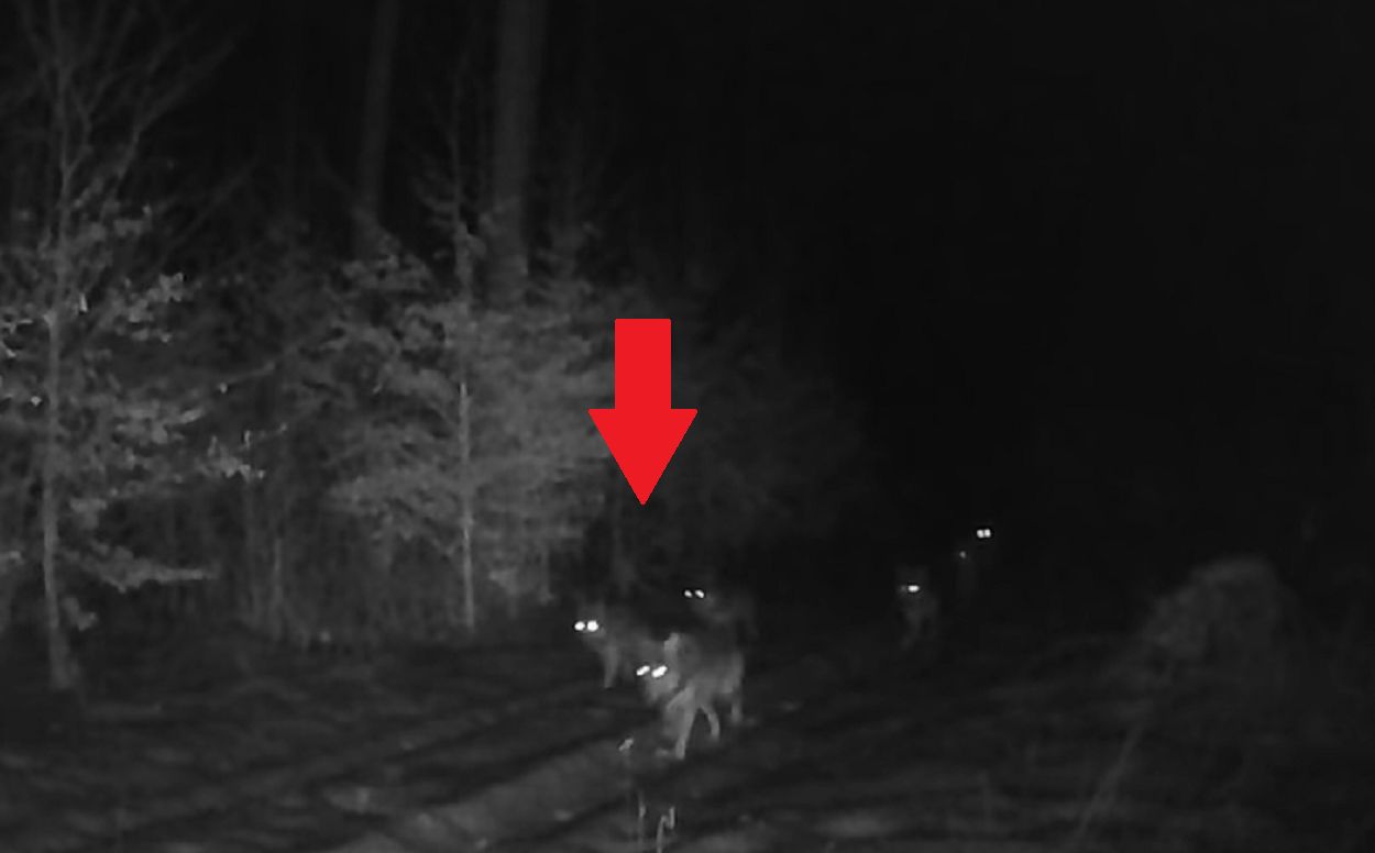 Tak przemierzały leśny trakt. Uchwyciła je fotopułapka