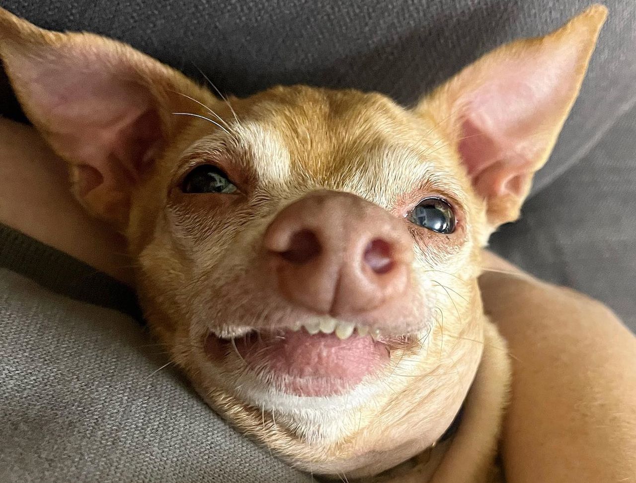 Meet Tuna: The Instagram sensation with millions of fans