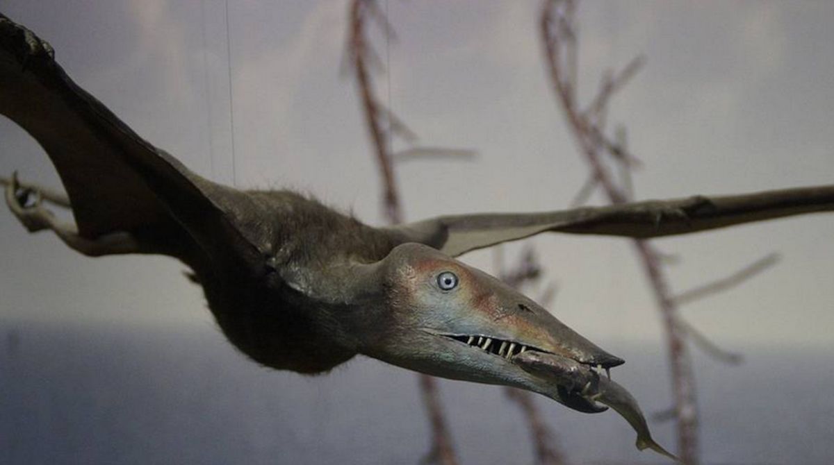 Dinozaur.