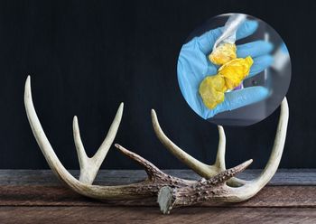 Szukał poroża w lesie. Znalazł coś innego. Teraz grozi mu więzienie