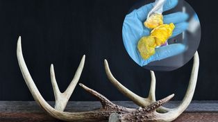 Szukał poroża w lesie. Znalazł coś innego. Teraz grozi mu więzienie