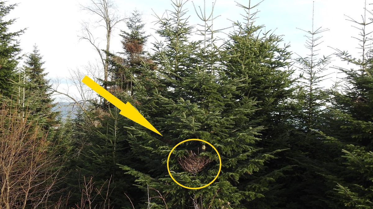 Czym są "czarcie miotły"? 