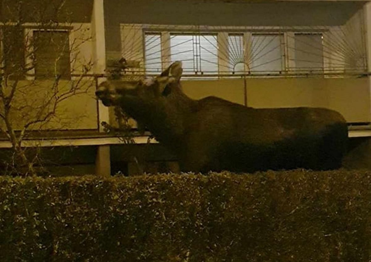 Szok na osiedlu w Toruniu. "Zabierzmy zwierzętom więcej terenów..."