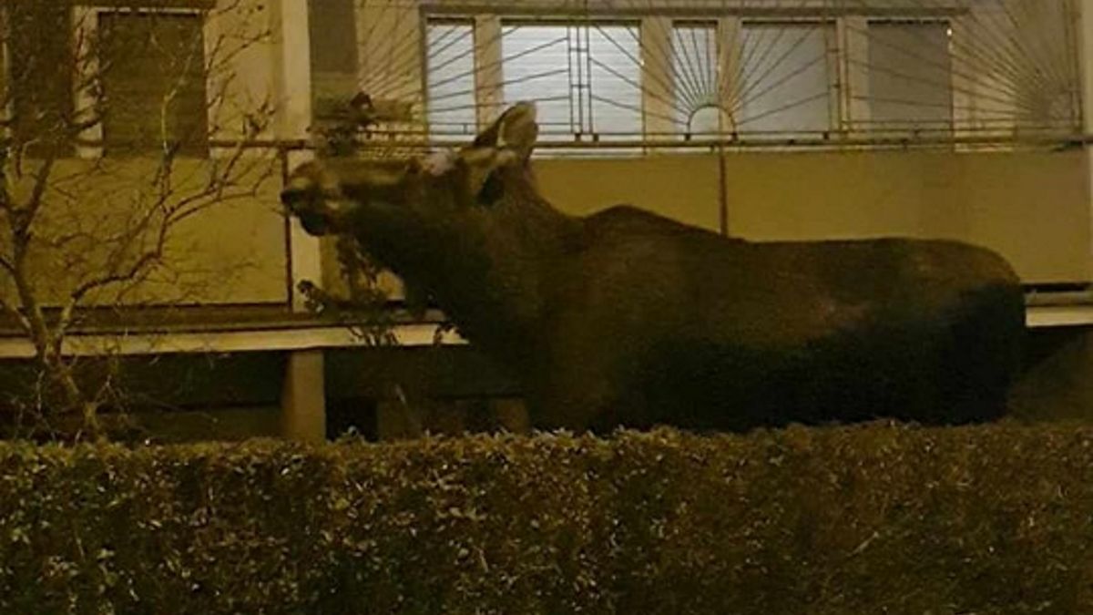 Łoś w centrum miasta. 