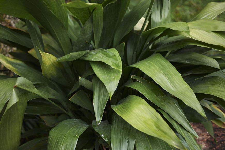 Aspidistra wyniosła