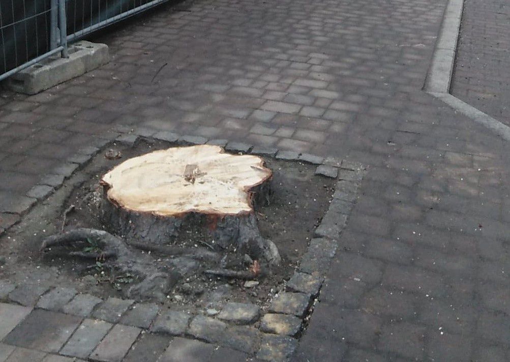 Katowice. Wycinki drzew przy ulicy Raciborskiej dokonał inwestor, firma Activ Investment.