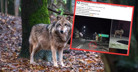 Wilk zagryzł jelenia na środku ulicy. Burmistrz: jesteśmy bezsilni