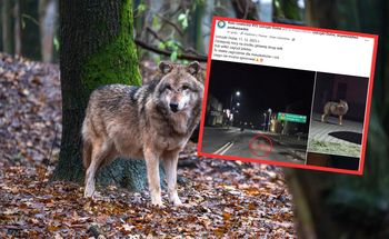 Wilk zagryzł jelenia na środku ulicy. Burmistrz: jesteśmy bezsilni