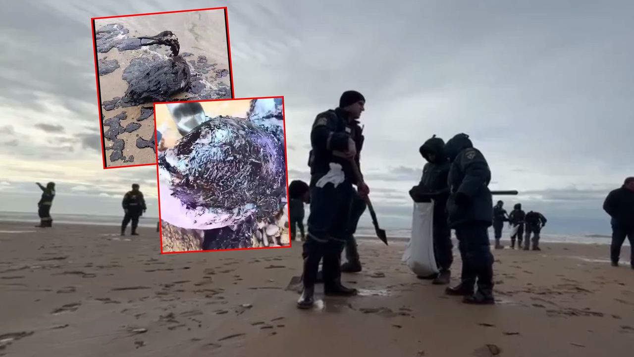 Katastrofa na rosyjskich plażach. Martwe delfiny na brzegu