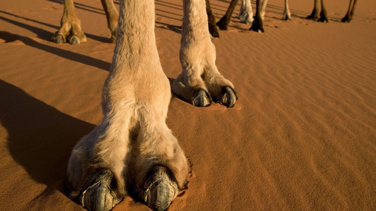 Wielbłądy z botoksem na festiwalu w Arabii Saudyjskiej 