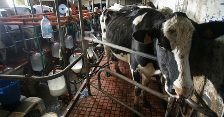Ukraińscy przetwórcy chcą zakazu importu produktów mlecznych z Polski