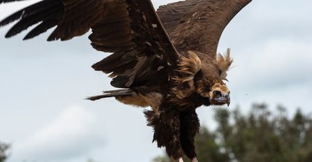 Nad Warszawą przeleciał ptak niewystępujący w Polsce. Prawdziwy kolos