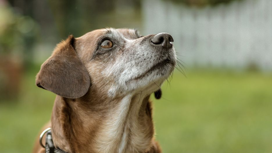 HENRYK NIESTROJ
pies, jamnik, schronisko, adopcja, ufny, patrzy, zbliżenie, portret, stary, spojrzenie, piesek, przyjaciel, uszy, oczy, nos, smutny, nadzieja, domowych, zwierzak, labrador, canino, bystra, psinka, braun, rasa, aporter, glow, ssak, adorable, domowy, radosna, gras