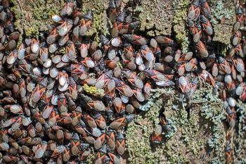 Zadomowiły się w Polsce. Zareaguj, nim wejdą do domu