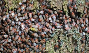 Zadomowiły się w Polsce. Zareaguj, nim wejdą do domu