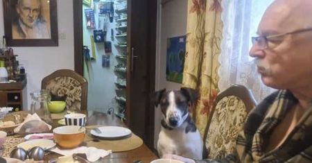 Janusz Korwin-Mikke je z psem. Odi ma swój talerz na stole