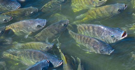 Tilapia nie tak zdrowa, jak myśleliśmy