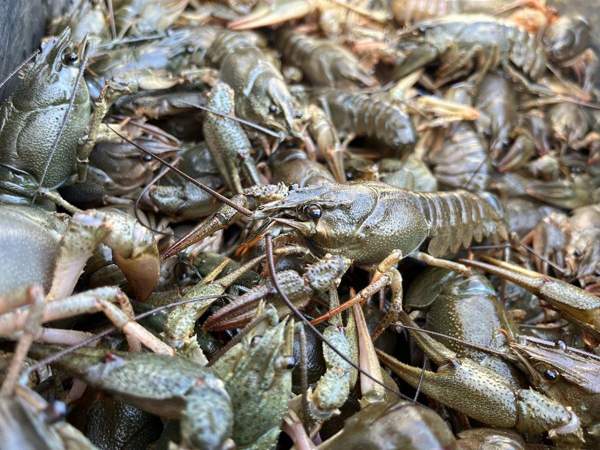 Zdjęcie z lasu. Do wody wpuścili prawie 430 sztuk