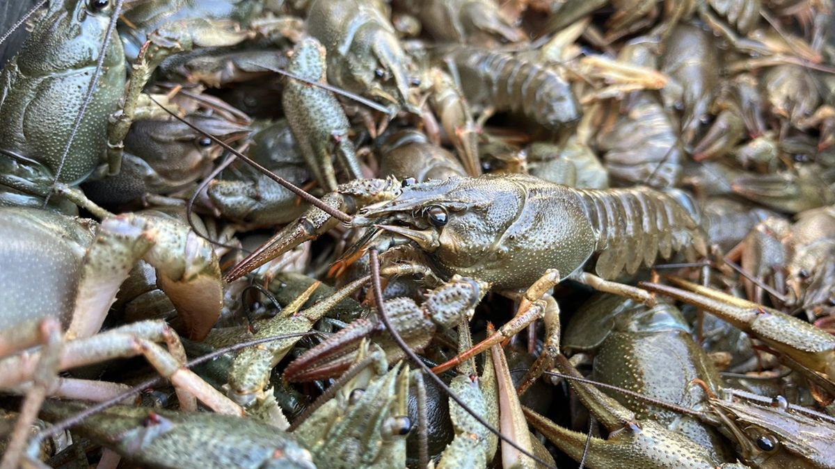 W Kozienicach wsiedlono prawie 430 raków błotnych.