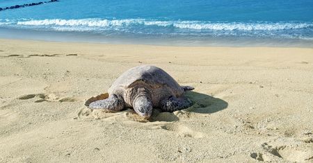 Przerażający widok w Meksyku. Setki martwych żółwi na plaży