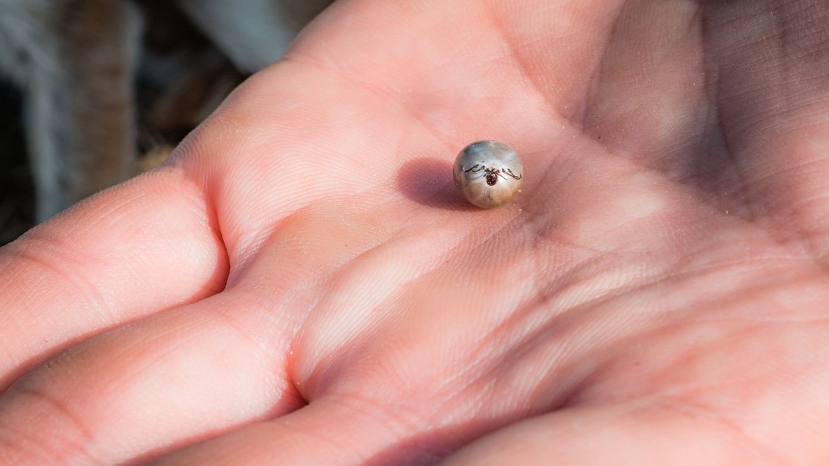 Kleszcz gołębi, czyli obrzeżek gołębi jest równie groźny, co kleszcz pospolity