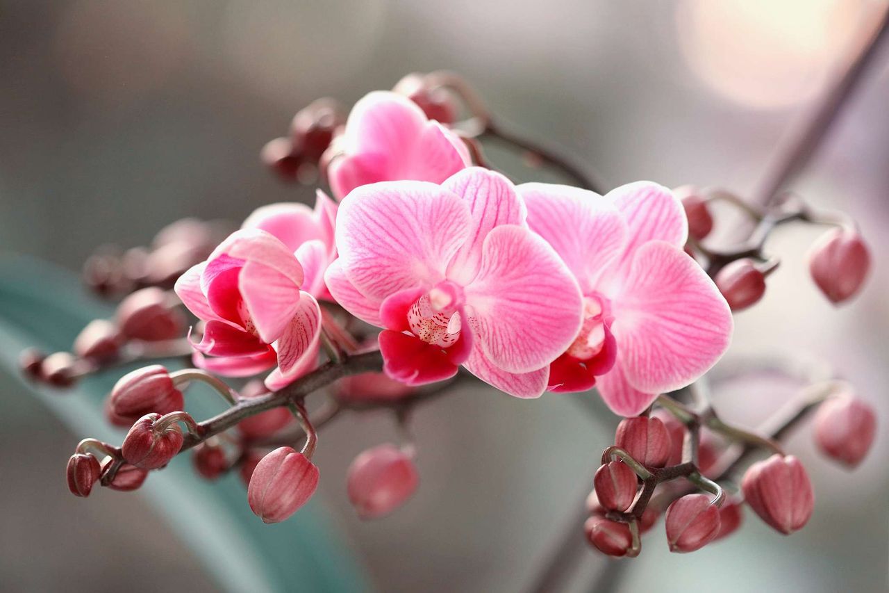 Twój storczyk więdnie? Podlej go tym naparem, a efekt cię zaskoczy