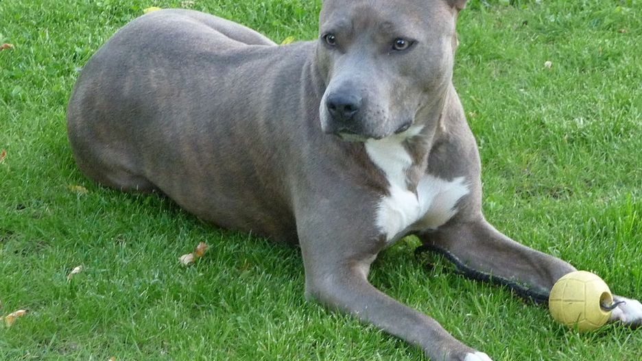 Przemyśl. Amstaff zaatakował 12-latka