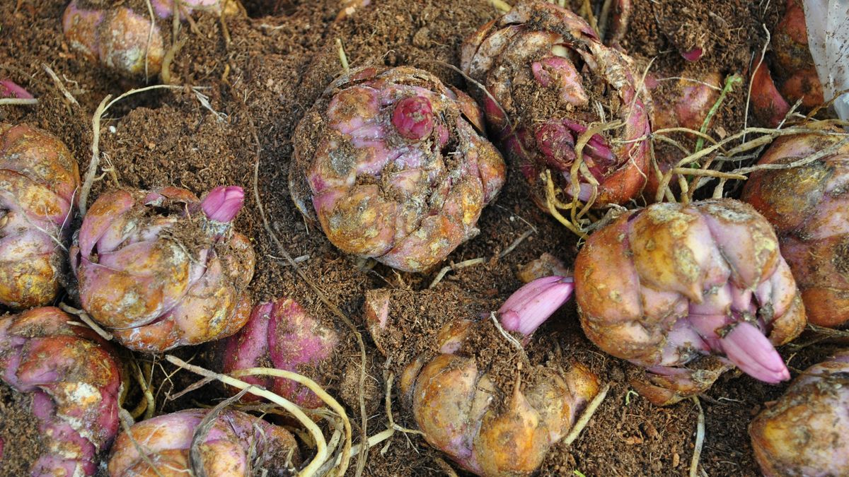 Tulbagia fioletowa skutecznie odstrasza szkodniki